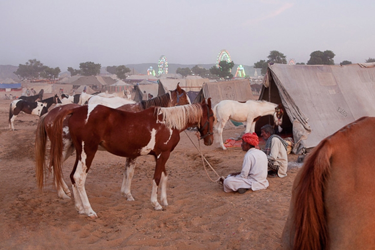Inde : la foire aux chameaux de Pushkar