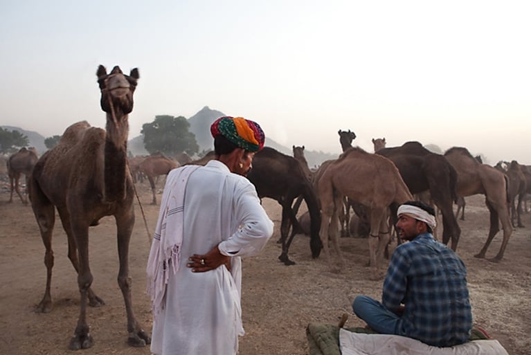 Inde : la foire aux chameaux de Pushkar