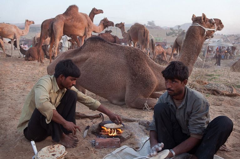 Inde : la foire aux chameaux de Pushkar