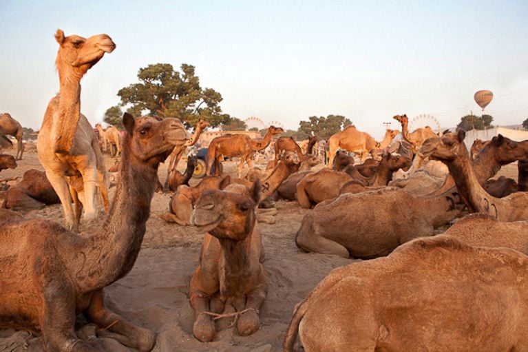 Inde : la foire aux chameaux de Pushkar