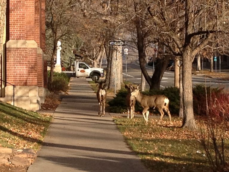 Bons baisers de Boulder, Colorado