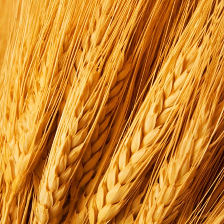 Ces aliments qui nous rendent malades