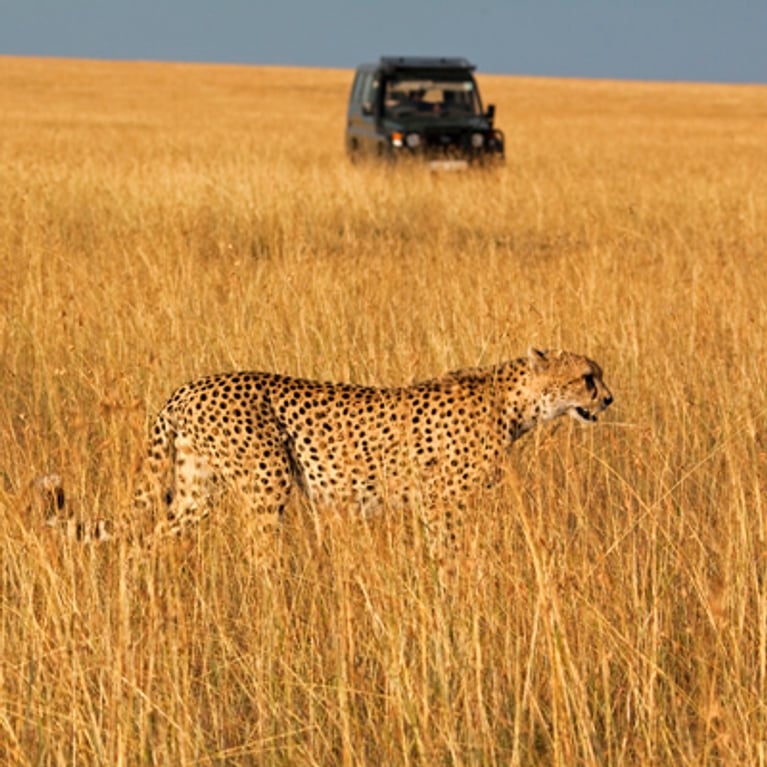 Safari en Afrique : mode d'emploi