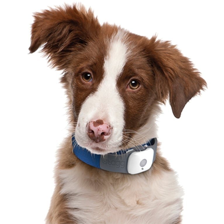 Toutou techno : applications pour chiens!
