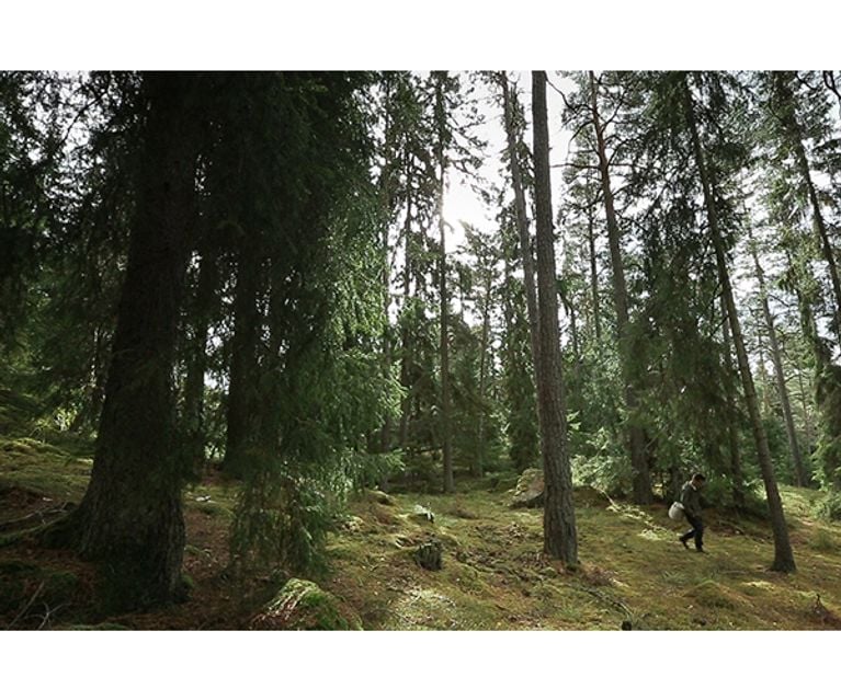 Le bonheur en Scandinavie