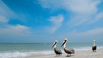 La Floride sauvage