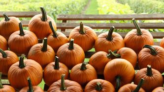 Les citrouilles, ces méconnues