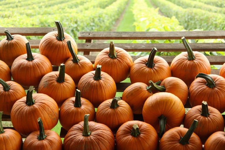 Les citrouilles, ces méconnues