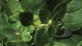 Comment conserver les fines herbes?