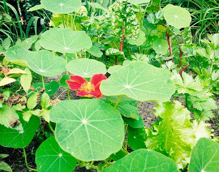 Des nouvelles du potager urbain