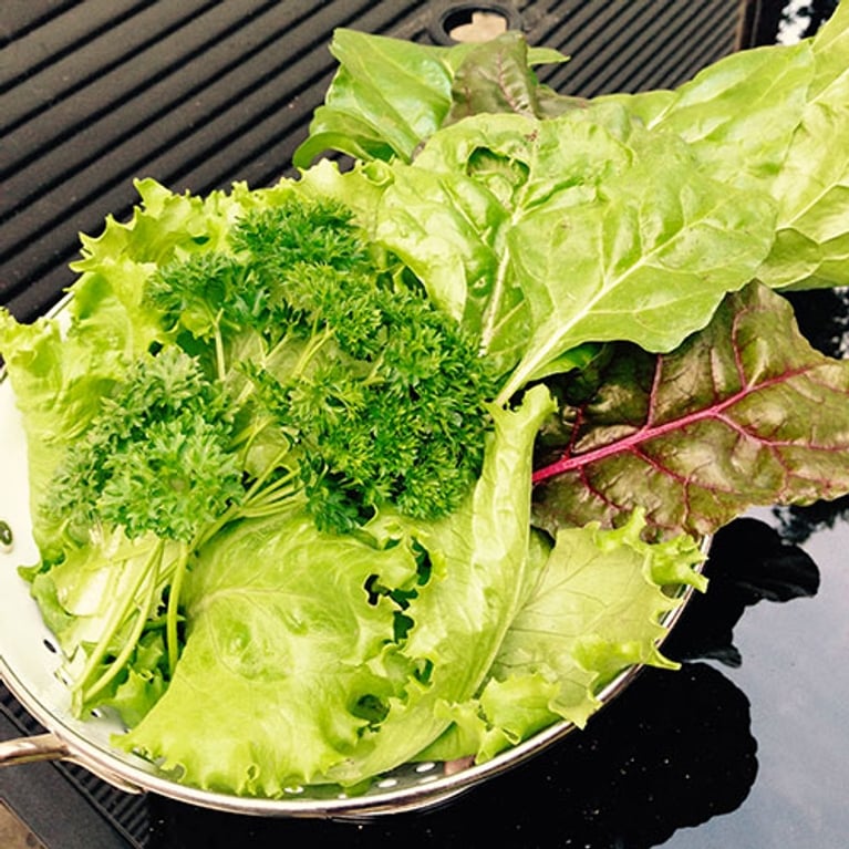 Des nouvelles du potager urbain