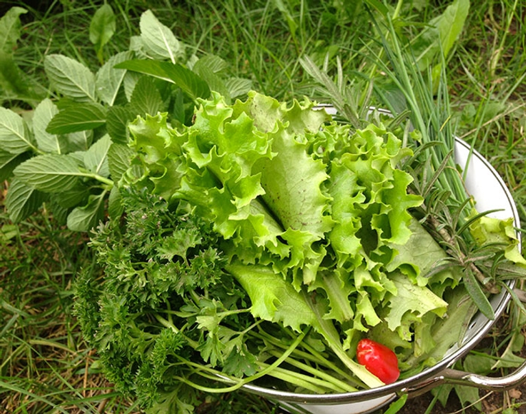 Des nouvelles du potager urbain