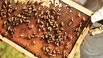 Les dangers de la pollinisation