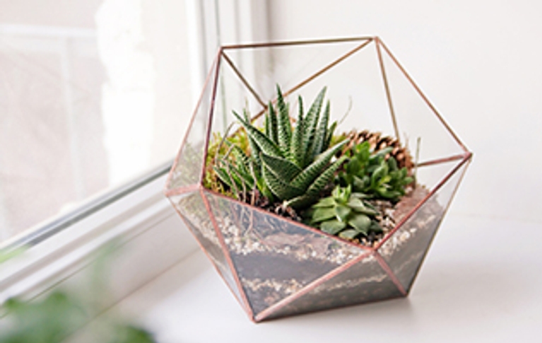 5 façons originales de rafraichir son intérieur avec des plantes