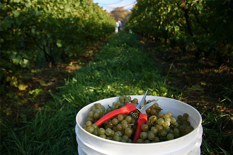 12 vignobles à visiter cet automne