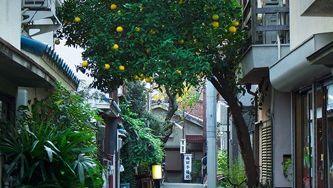 10 raisons de visiter le Japon cet hiver