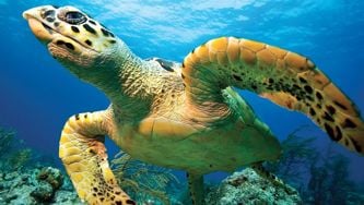 Une plongée dans les Bahamas