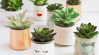 11 magnifiques plantes d’intérieur pour ajouter du vert à son décor