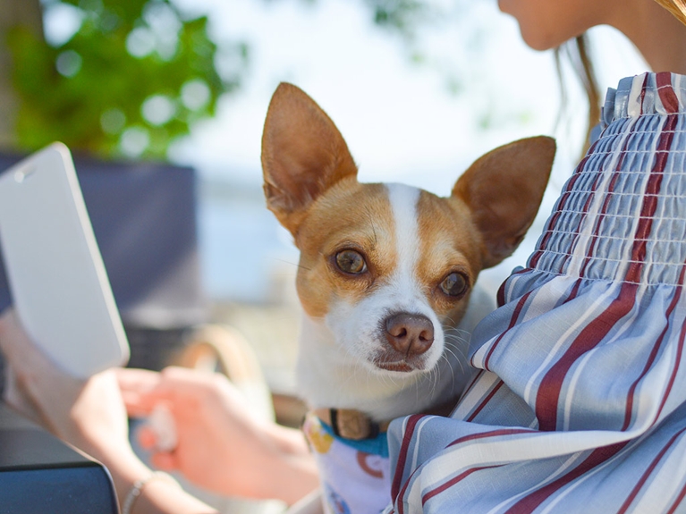 À bas l’intolérance face aux chiens!