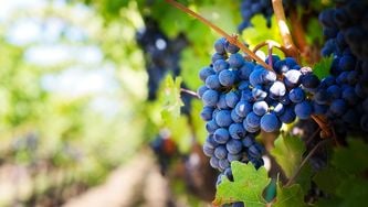 Une journée sur la Route des vins