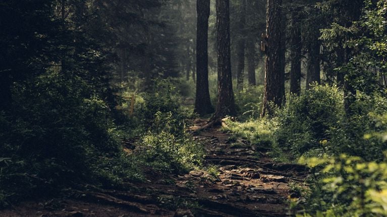 Forêt arbres