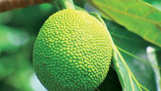 Beauté: un ingrédient de Polynésie à découvrir