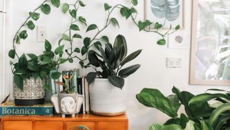 11 magnifiques plantes d’intérieur pour ajouter du vert à son décor