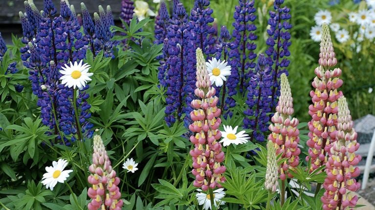 Mieux planifier un jardin de vivaces