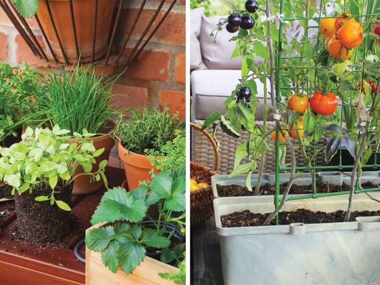 potager