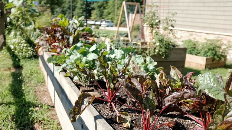 Août : quoi faire au jardin
