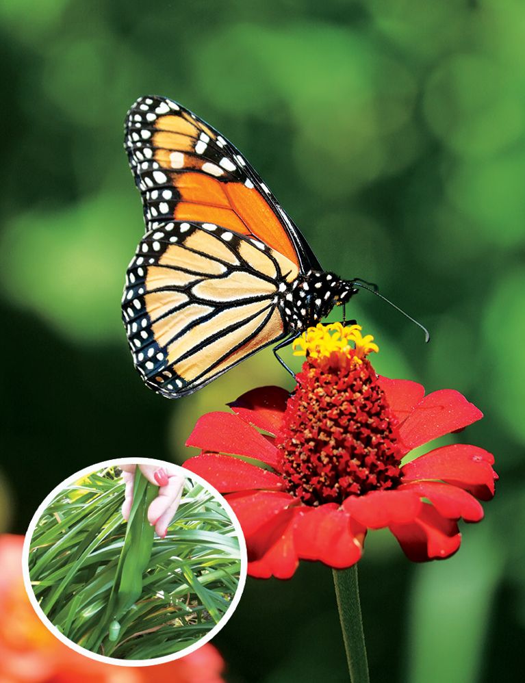 Jardin monarque