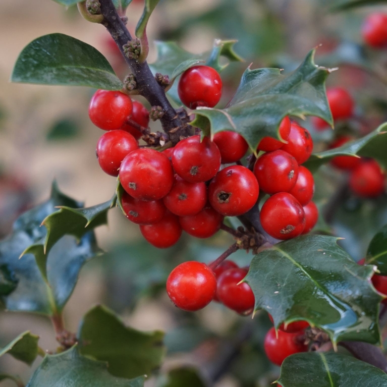 Les plus belles plantes de Noël