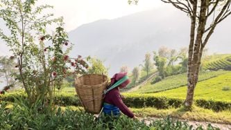 La révolution bio du Sikkim