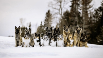 Amanda Boucher, photographe animalière