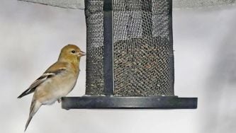 Les oiseaux en hiver : comment les attirer dans sa cour