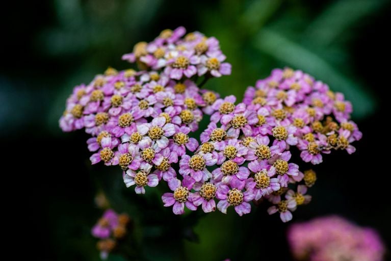 Jardin : les 10 plantes à fleurs les plus résistantes, selon des experts