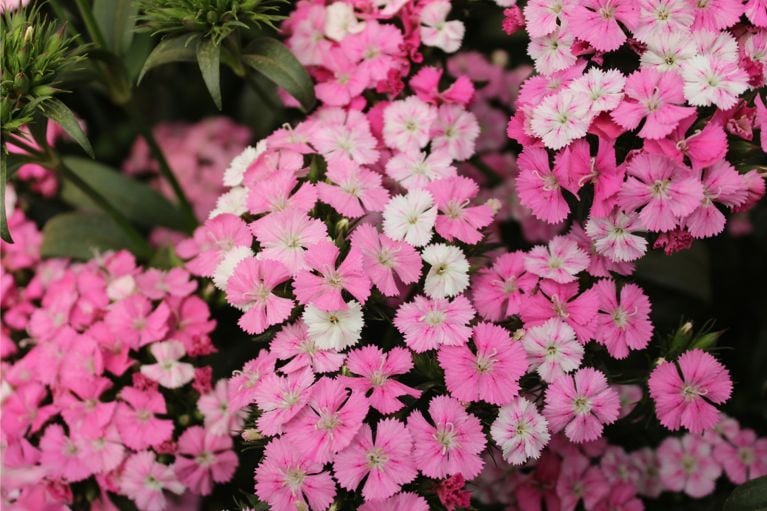 Jardin : les 10 plantes à fleurs les plus résistantes, selon des experts