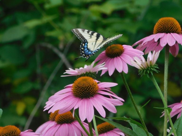 Jardin : les 10 plantes à fleurs les plus résistantes, selon des experts