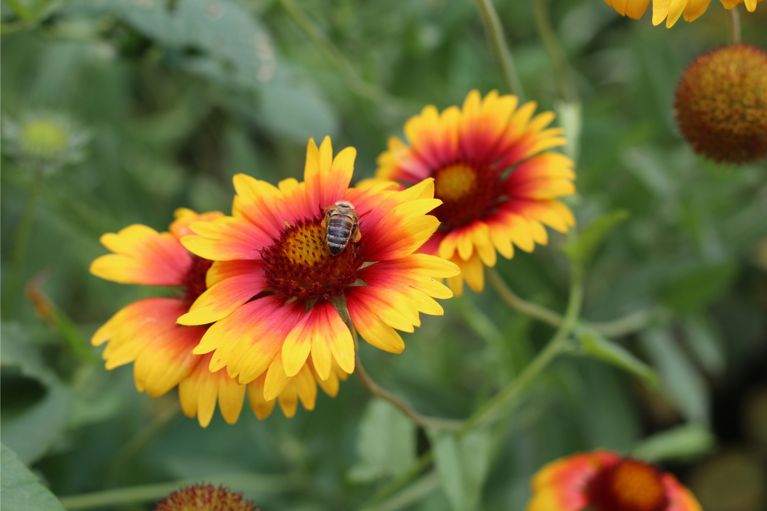 Jardin : les 10 plantes à fleurs les plus résistantes, selon des experts
