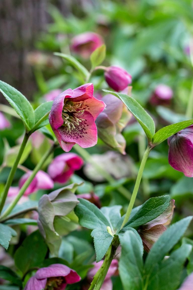 Jardin : les 10 plantes à fleurs les plus résistantes, selon des experts