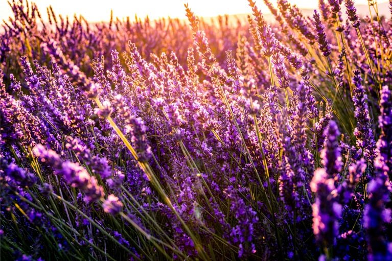 Jardin : les 10 plantes à fleurs les plus résistantes, selon des experts