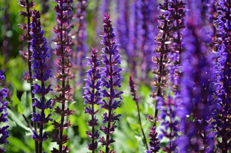 Jardin : les 10 plantes à fleurs les plus résistantes, selon des experts