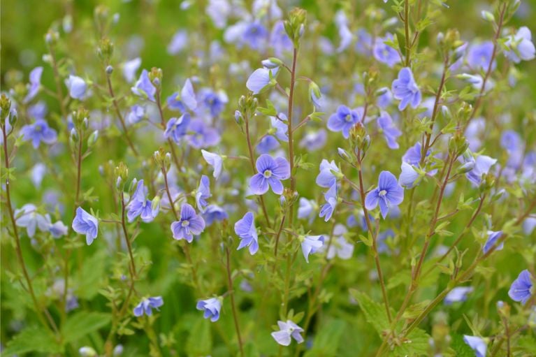 Jardin : les 10 plantes à fleurs les plus résistantes, selon des experts