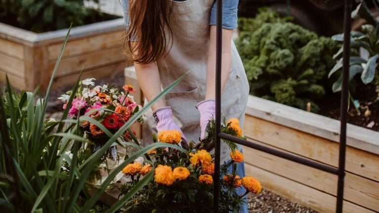 Jardin : les 10 plantes à fleurs les plus résistantes, selon des experts