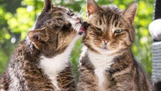 Pourquoi est-il si difficile d'initier une relation sexuelle?