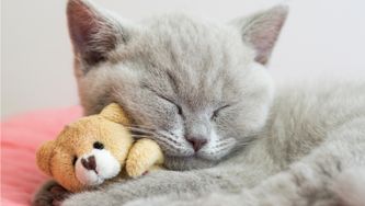 Pourquoi dormez-vous si mal?