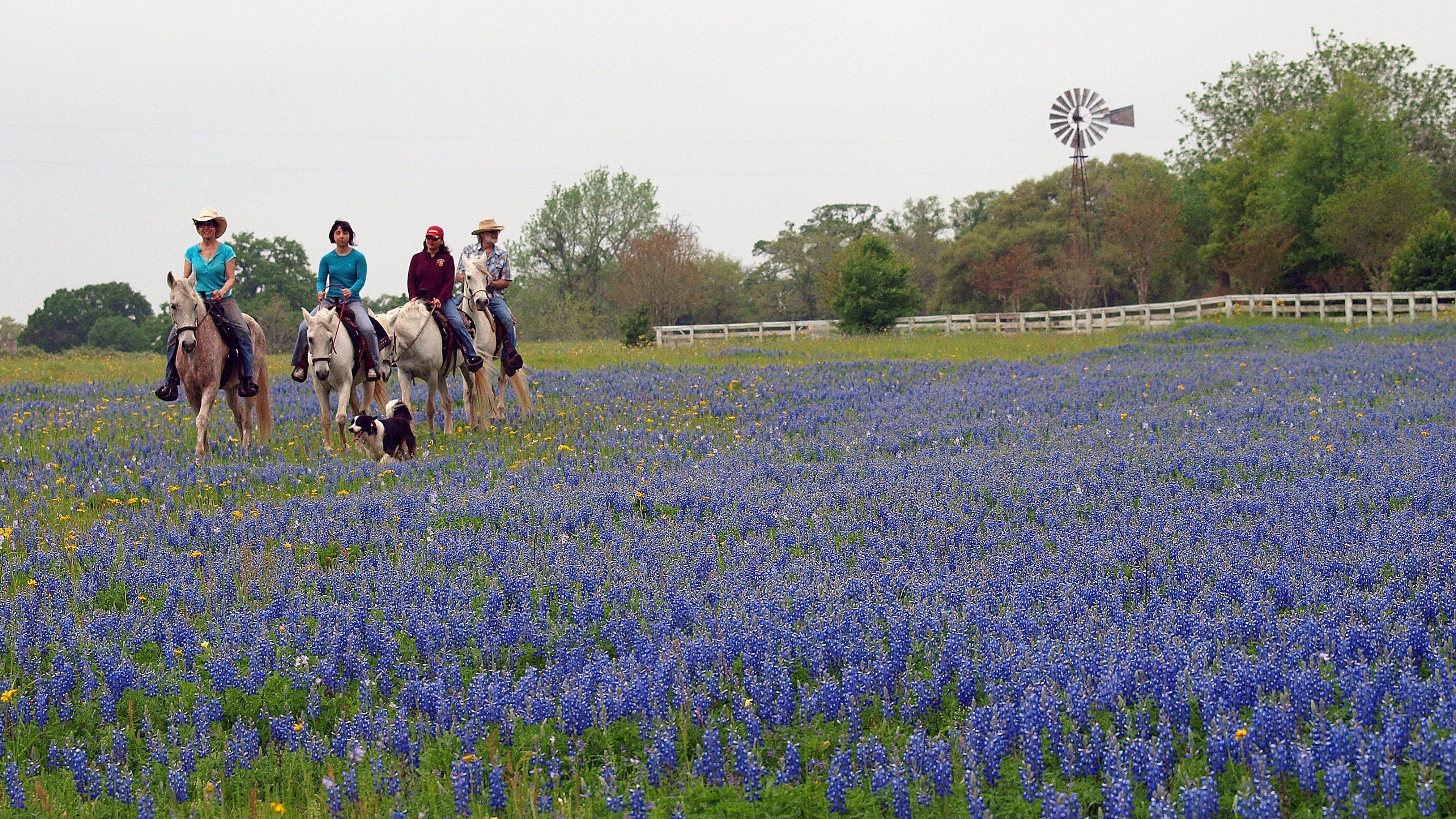 Explorez le Texas : ranchs, rodéos et autres aventures