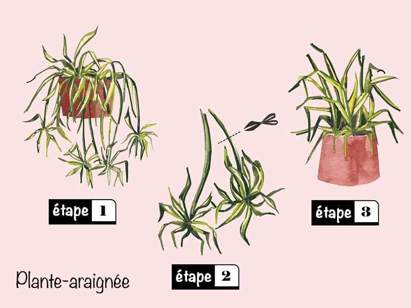Boutures de plantes : 3 techniques faciles - Chtelaine